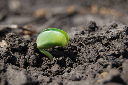 Soybeansの写真素材