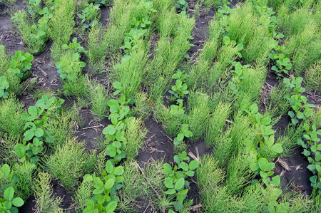 Meadow pine is one of the most hard weeds to fight with.の写真素材