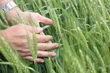 Agronomist estimates the quality of wheatの写真素材
