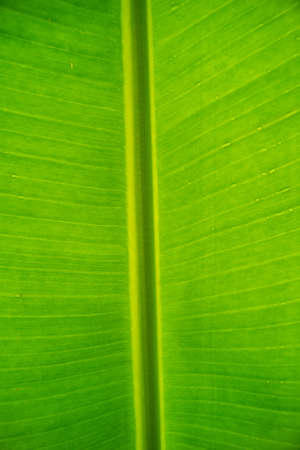 Green leaf textureの写真素材