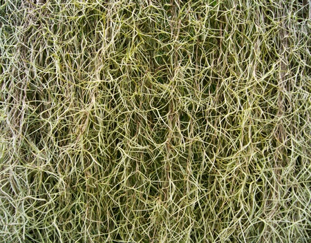 Spanish Mossの写真素材