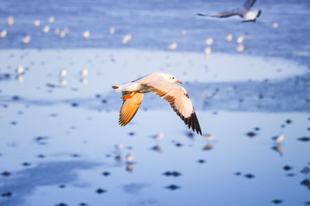 Seagull with sea background at Bangpu, Samutprakan, Thailand の写真素材
