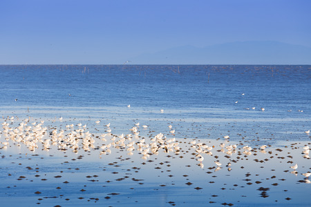 Flock of seagull with sea and sky background at Bangpu, Samutprakan, Thailand の写真素材