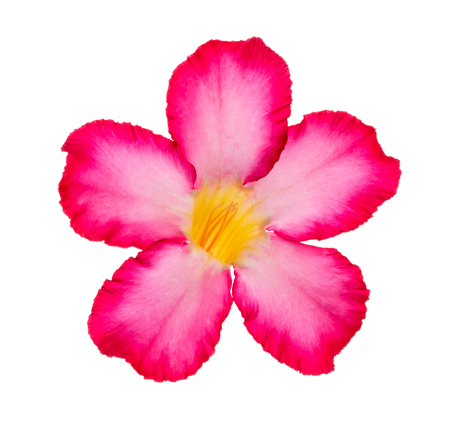 Desert Rose isolated on white background.の写真素材