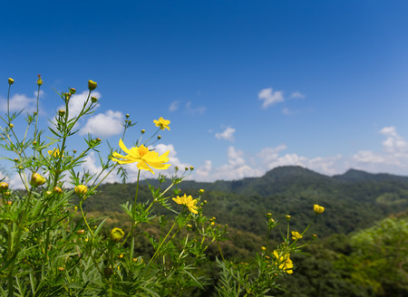 Mexican sunflower with blue sky background.の写真素材