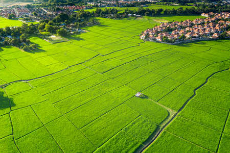 Land plot in aerial view. Include landscape, real estate, green field, crop, agricultural plant. Tract of land for housing subdivision, development, owned, sale, rent, buy or investment in Chiang Mai.の写真素材