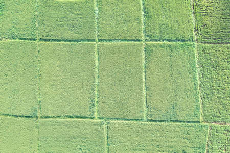 Land or landscape of green field in top view. Plot of land on earth for agriculture farm, farmland...