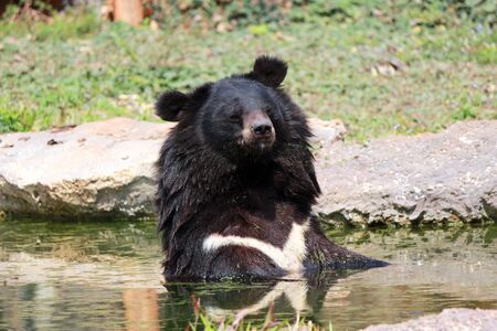 Bear in the bath.の写真素材