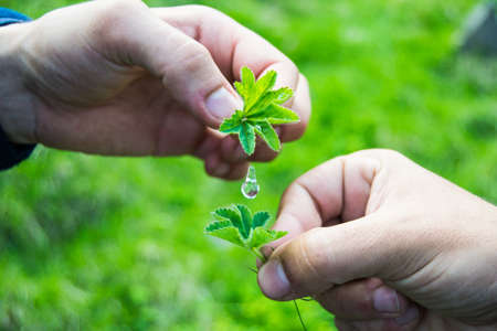 two men hands holding small leaves and water drop with green backgroundの写真素材