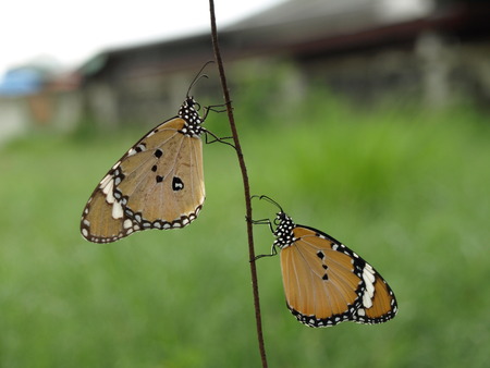 Butterflyの写真素材