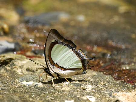 Butterflyの写真素材