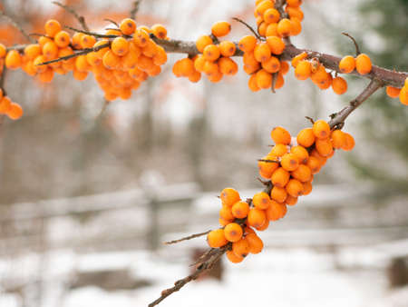 Sea buckthorn in winter. Yellow berries on the branches. In the background is a fence.の写真素材