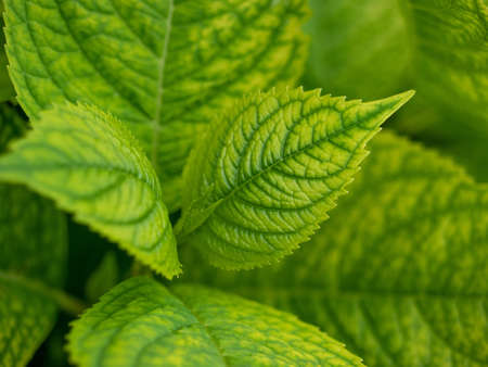Green leaves close-up. Textural vegetation. Green natural background.の写真素材