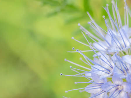 Phacelia blue flower. Macrophotography. Subject in corner.の写真素材