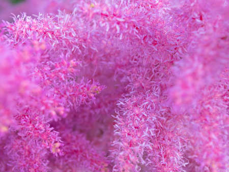 Pink astilba. Fluffy flower. To use for the background. Depth of field. Tangle. Lots of flowers.の写真素材
