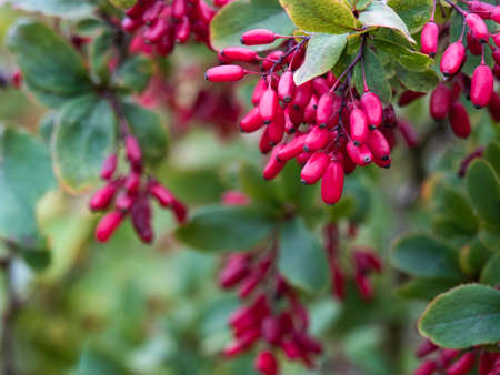 Barberry berries on a branch. Red fruit. Autumn. Macro.の写真素材