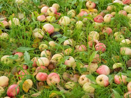 Apples lie on the grass and spoil. Crops are gone.