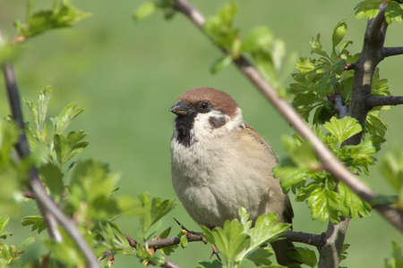 A Sparrow is sitting on a branch. Bird in the summer on a tree. Green surroundings.の写真素材