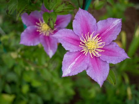 Clematis. Flower in the form of stars. Shooting in nature. The view from the top.の写真素材