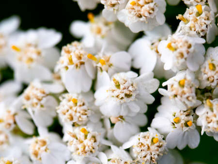 White wildflowers with a yellow center. Macrophotography.