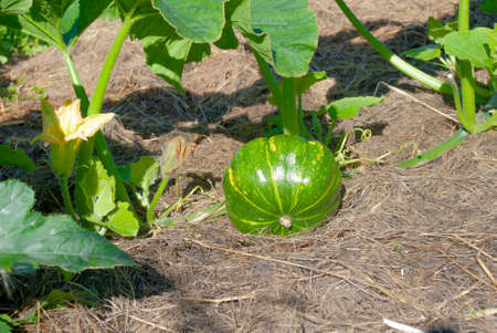 Green pumpkin is in the garden on the hay. Sunny day. Harvest. Flowering.の写真素材