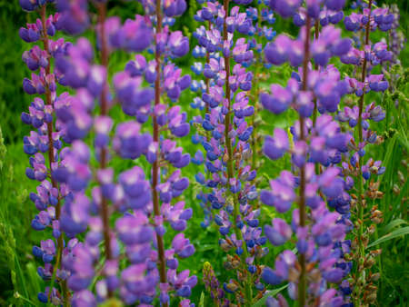 Lupins grow in a row. Lupine blooms.の写真素材