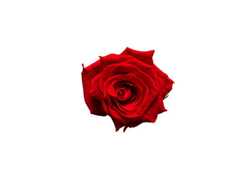 Red rose Bud on white background.Isolated flower.の写真素材