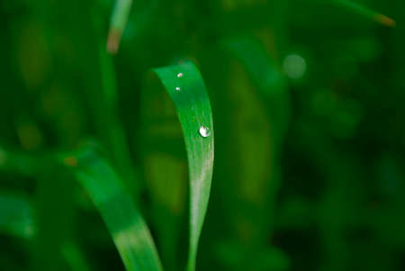 A Dewdrop on a blade of grass. Macro. Green background.の写真素材