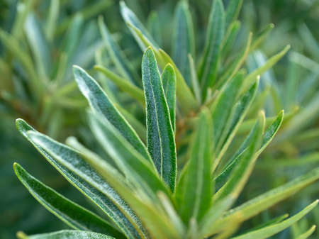 The leaves of sea buckthorn. Micro shooting. Beautiful green background.