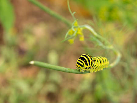 Green caterpillar crawling. Dill. Macro.の写真素材