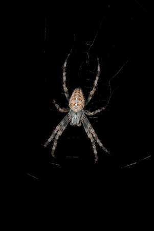 Spider in the dark on the web.の写真素材