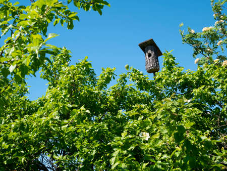 The old birdhouse in the sky. Jungle.の写真素材