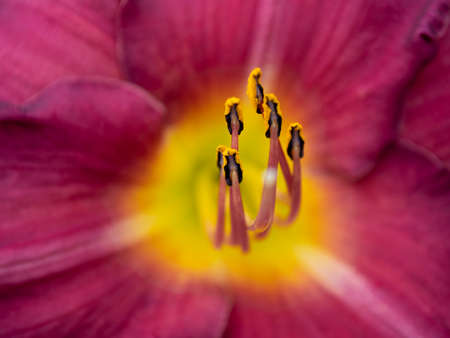 Daylily. Macro. Stamens, pistil.の写真素材