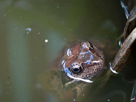 The frog in the water. Looking out the dirty water.の写真素材