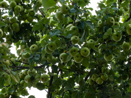 Many apples on the tree. Bottom view.の写真素材