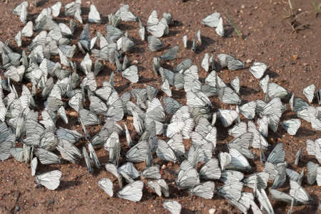 Many white butterflies sitting on the ground.の写真素材