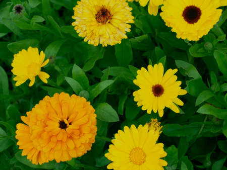 Calendula. Flowerbed. The view from the top. Several. Yellow flowersの写真素材