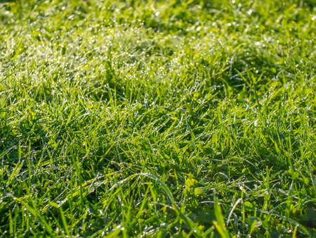 Green grass with dew at dawn. Depth of field.の写真素材