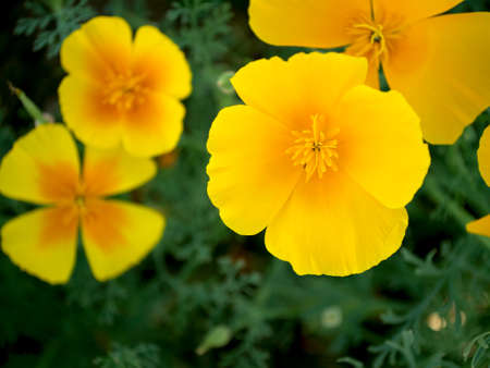 Escholzia yellow. Several flowers on grass background.の写真素材