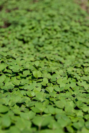 Mustard background.の写真素材