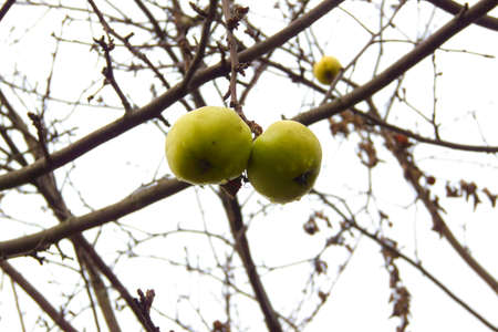 Two apples on a branch. Autumn. There is no foliage. Light green fruit.の写真素材