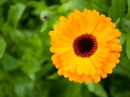 Calendula. The view from the top. Yellow flower. ark center.の写真素材