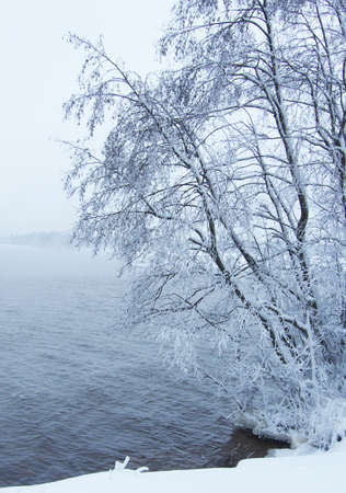 Tree branches above the water in winter. Branches in the snow. Winter landscape.の写真素材