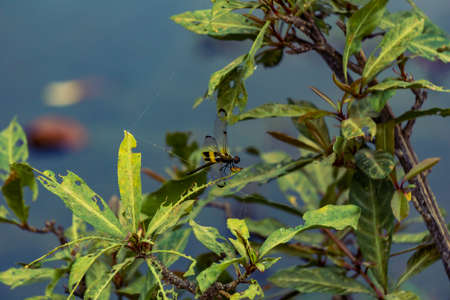 Siem Reap, Cambodia. March, 10, 2020: Dragonfly perched on a plant.