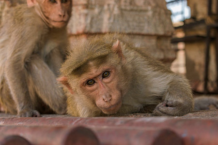Monkey Staring Back in Hampi, Indiaの写真素材