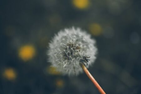 Lion teeth flower background. Taraxacum, dens leonis. Wildflower background in vintage style. Vintage flowers. Close up view of lion teeth flower.の写真素材