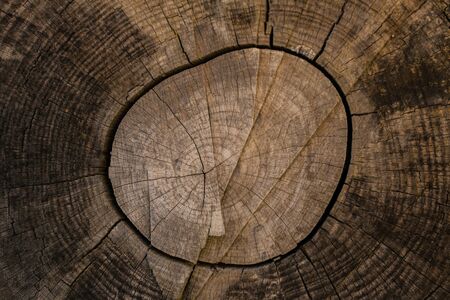 Tree trunk background and texture. Wood texture of cut tree trunk. Closeup view of old wood texture. Abstract texture and background for designers Wooden background. Natural pattern.の写真素材