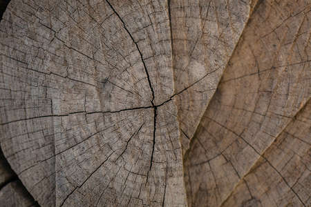 Tree trunk background and texture. Wood texture of cut tree trunk. Closeup view of old wood texture. Abstract texture and background for designers Wooden background. Natural pattern.の写真素材