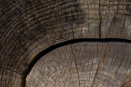 Tree trunk background and texture. Wood texture of cut tree trunk. Closeup view of old wood texture. Abstract texture and background for designers Wooden background. Natural pattern.の写真素材