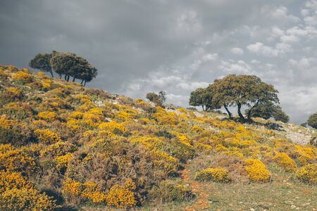 Mountain landscape. Beautiful cloudy moutainscape at Grazalema. Landscape with yellow wildflowers. Cystisus oromediterraneus. Mountain scene. Serene scenery in wild nature.の写真素材